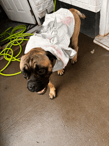 a brown dog wearing a white unicorn costume stands on a concrete floor