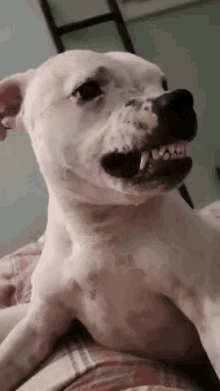 Pastillenifa Dog GIF - Pastillenifa Dog Dogsmile GIFs