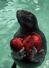 a seal is holding a red heart in its paws in the water