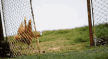 Me Chicken GIF - Me Chicken In A Hurry GIFs