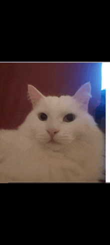 красавчик красавец GIF - красавчик красавец белый котик GIFs