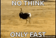 Ostrich Run GIF