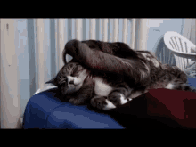 Kitty Likes Sloth Pets... Mmm Scratchy Claws Make Kitty Purr! GIF - Cats Slothes Cute GIFs
