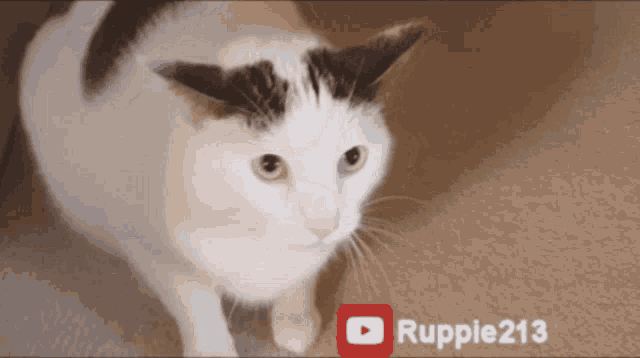 Hadeel928 Angry Cat GIF