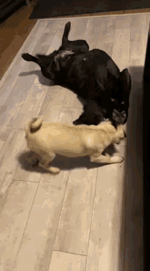 two dogs are playing on the floor in a living room .