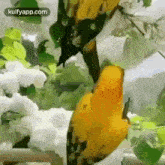 The First Opportunity To Have A Great Achievement.Gif GIF - The First Opportunity To Have A Great Achievement Trending Birds GIFs