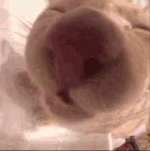 a close up of a cat 's nose and mouth