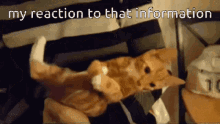 Silly Cat Cat GIF - Silly Cat Cat My Reaction To That Information GIFs