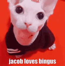 Jacob Loves GIF - Jacob Loves Bingus GIFs