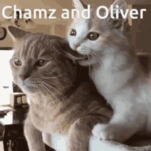 Chamz And Oliver Chamz GIF - Chamz And Oliver Chamz Oliver GIFs