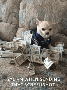 a dog is sitting on a couch with a pile of money