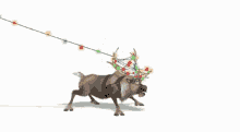 Sven Moose GIF - Sven Moose Christmas GIFs
