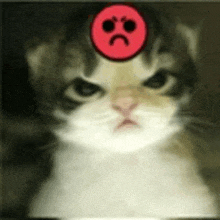 a cat with a red smiley face on its head .
