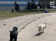 Dog Happily GIF - Dog Happily Walk GIFs