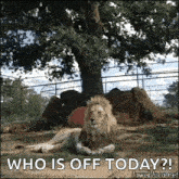 Lion Chill GIF - Lion Chill Relax GIFs