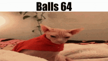 Balls Balls 64 GIF - Balls Balls 64 Cat GIFs