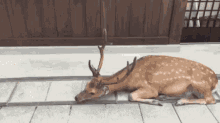Deer Bow GIF - Deer Bow Feed GIFs