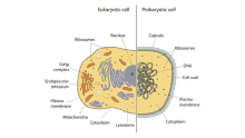 Difference Between Eukaryotic Cell And Prokaryotic Cell GIF - Difference Between Eukaryotic Cell And Prokaryotic Cell GIFs