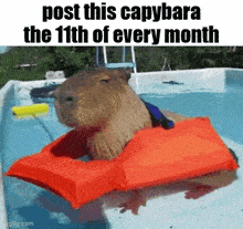 a capybara wearing a life jacket is in a pool .