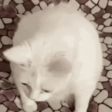a white cat is sitting on a tiled floor and looking up at the camera .