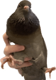a person is holding a pigeon in their arms