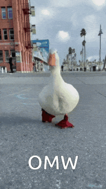 a white duck with red feet is walking on a sidewalk with the words omw written on the bottom