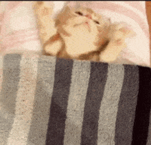 Cat Blanket GIF - Cat Blanket Pull GIFs