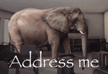 an elephant is standing in a room with the words address me