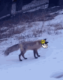a fox wearing a crown is walking through the snow