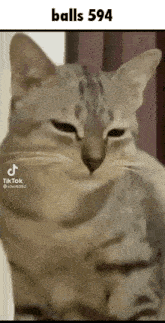 a close up of a cat 's face with the words balls 594 above it