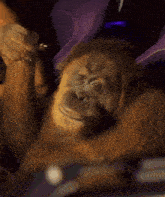 Orangu Shady Orangutan GIF - Orangu Shady Orangutan Shady Monkey GIFs