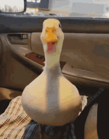 Thirsty Duckeater GIF