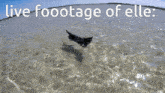 a picture of a cat in the water with the words live foootage of elle below it