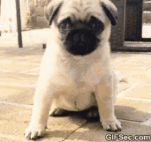 Pug Puppy GIF - Pug Puppy Cute Puppy GIFs
