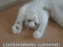 Good Morning Sunshine Kitty GIF - Good Morning Sunshine Kitty Paw GIFs