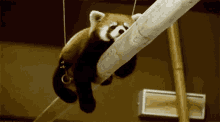 Red Panda Chilling GIF - Red Panda Chilling Hanging On GIFs