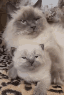 Kitty Two Cats GIF - Kitty Two Cats Yawn GIFs