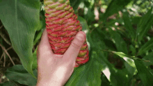 Plant Squeeze - Squeeze GIF - Squeeze Juicy Plant Squeeze GIFs