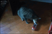 Whenacatopensacan GIF - Cat Bite Soda GIFs
