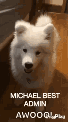 Best Admin Michael Michael Is The Best Admin GIF