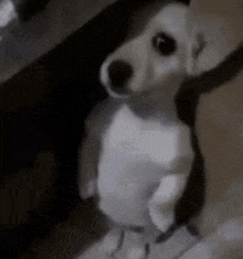 a stuffed dog is standing on its hind legs on a table .
