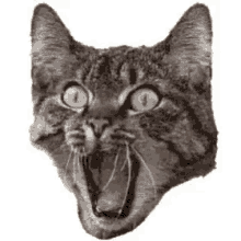 Cat Scared GIF - Cat Scared Shock GIFs