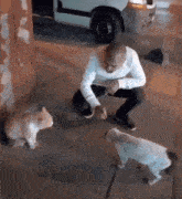 Cat Fight Girls Are Fighting GIF - Cat Fight Girls Are Fighting Man Breaking Cat Fight GIFs