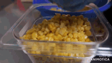corn is being poured into a clear plastic container with the words made in animatica on the bottom