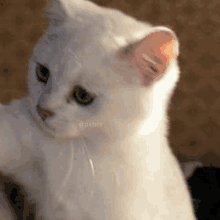 Cat Cute GIF - Cat Cute Matching Pfp GIFs