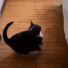 Funny Animals GIF - Funny Animals Cat GIFs