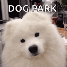Confused Dog GIF - Confused Dog Pet GIFs