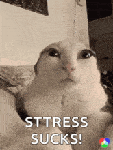 a cat is laying on a bed with the words sttress sucks written on the bottom