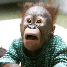a baby orangutan is making a funny face with its mouth open and wearing a green shirt .