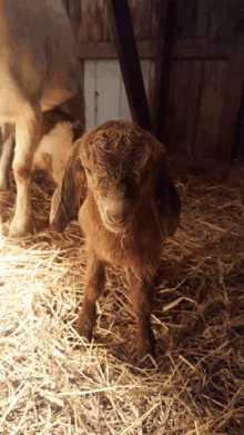 Goat Kid GIF - Goat Kid GIFs